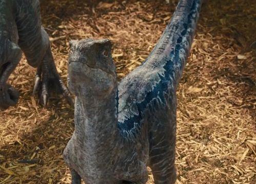 迅猛龙的资料,史前霸主的真实面貌与传奇故事